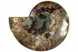 Cut & Polished Ammonite Fossil (Half) - Madagascar #292824-1